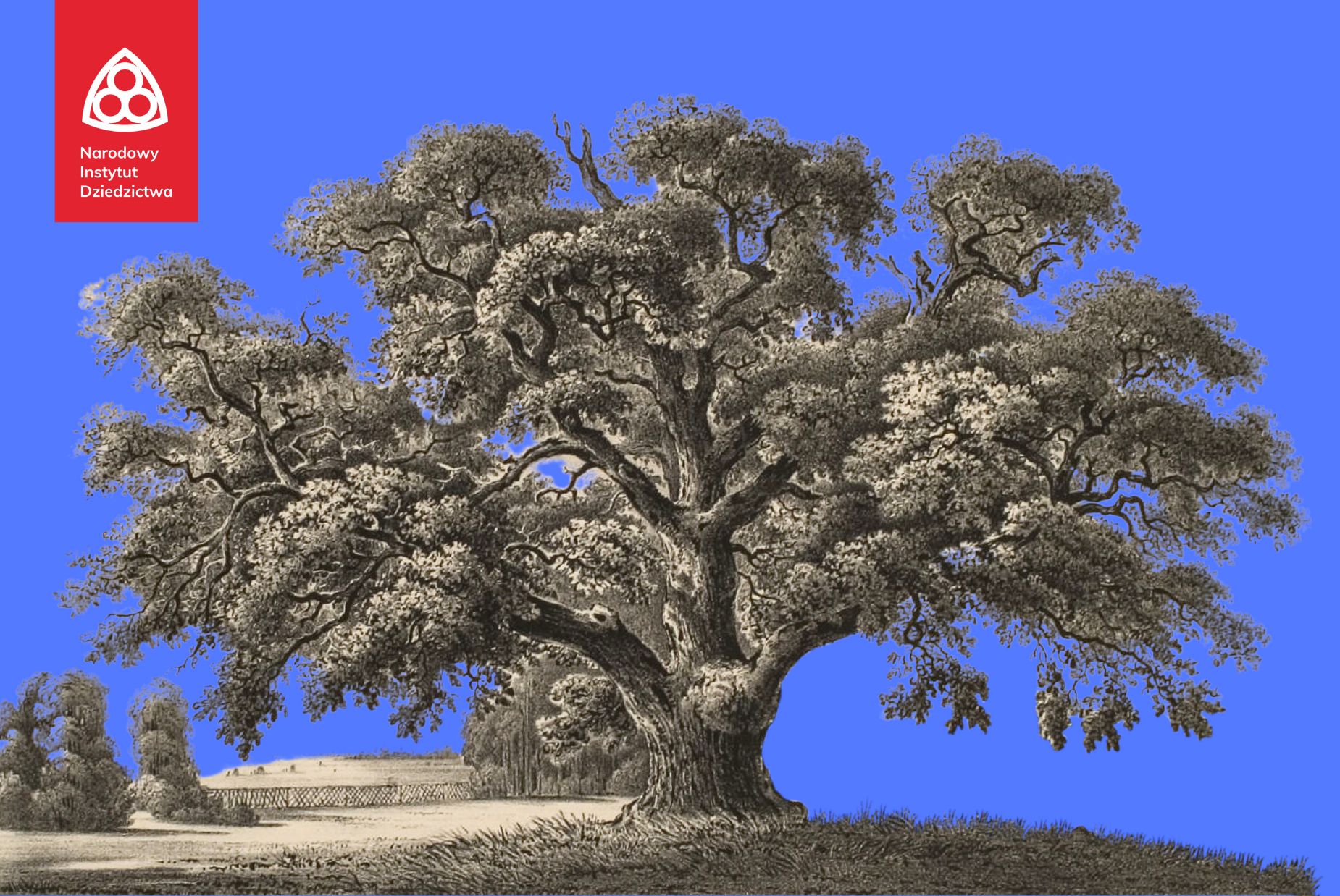 ilustracja drzewa