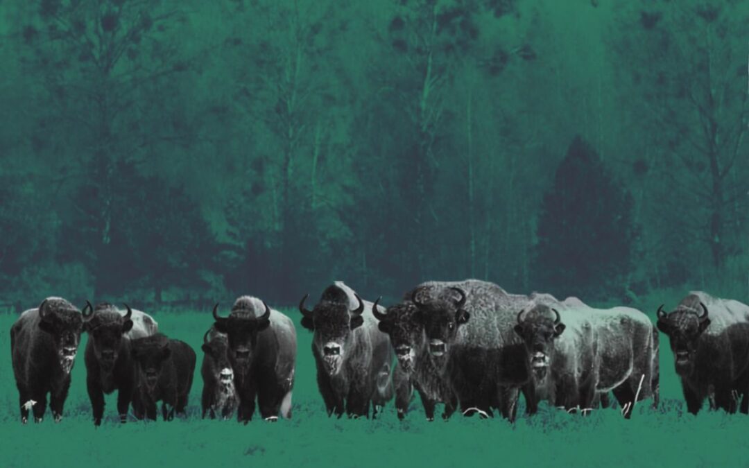 Puszcza Białowieska. Ostatni taki las w Europie